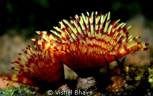 A beautiful Christmas tree Worm (Sabellidae: Annelida) fr... by Vishal Bhave 